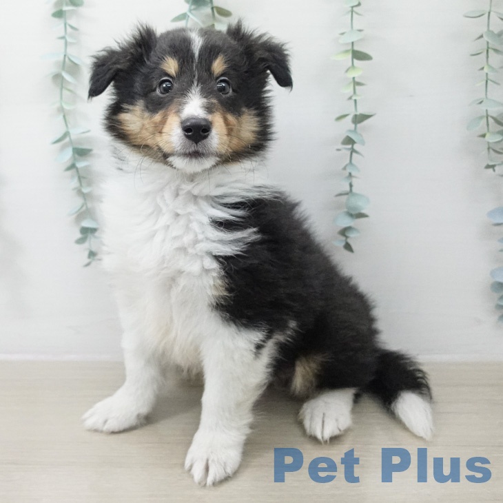 シェットランド・シープドッグの写真2