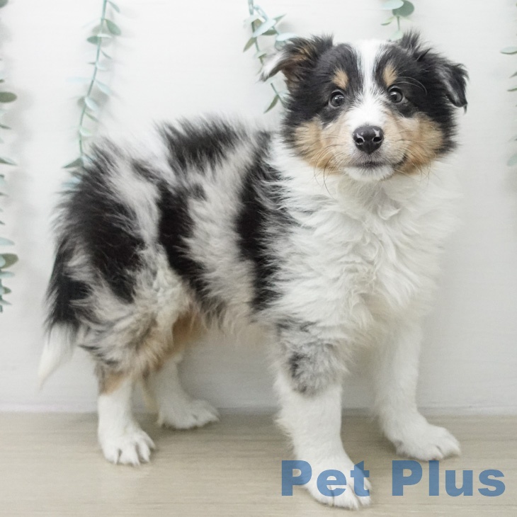 シェットランド・シープドッグ