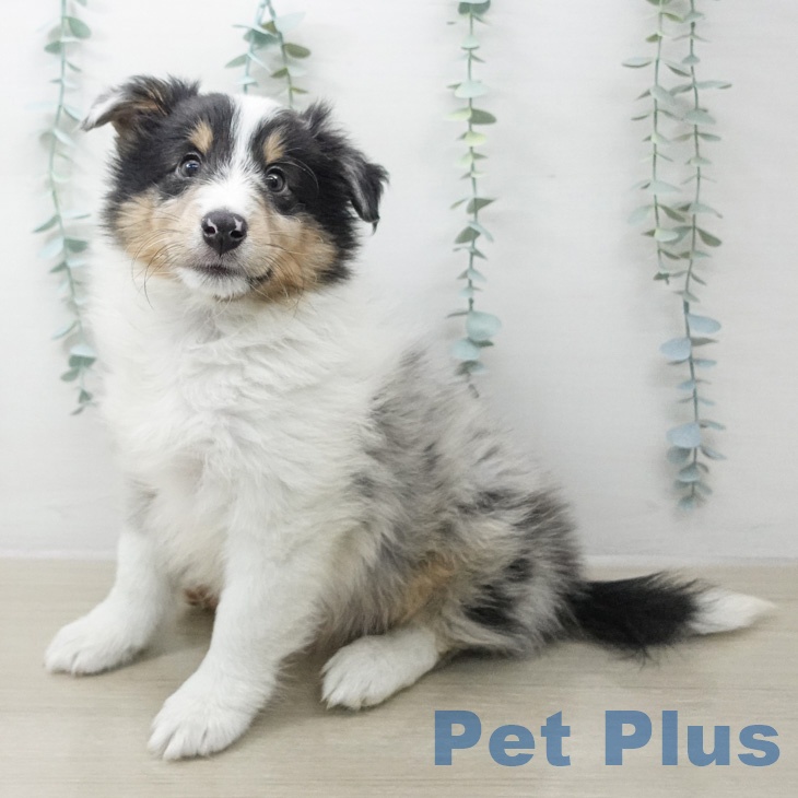 シェットランド・シープドッグの写真2