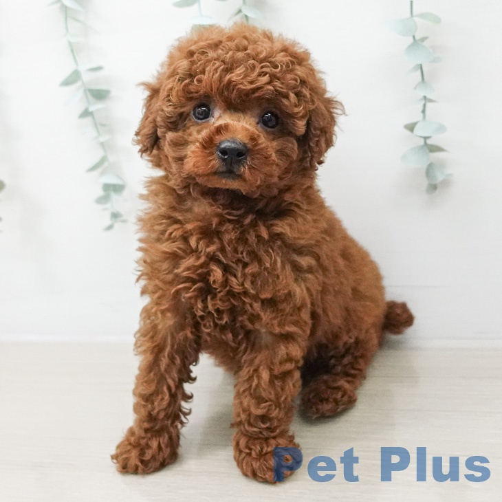 トイ・プードル