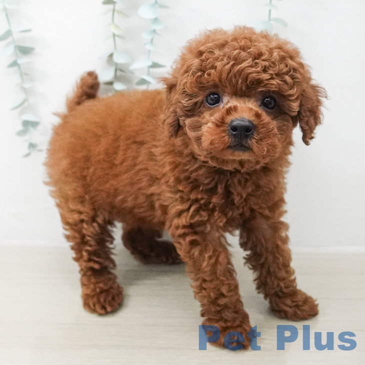 トイ・プードルの写真2