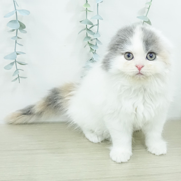 スコティッシュフォールドの写真1
