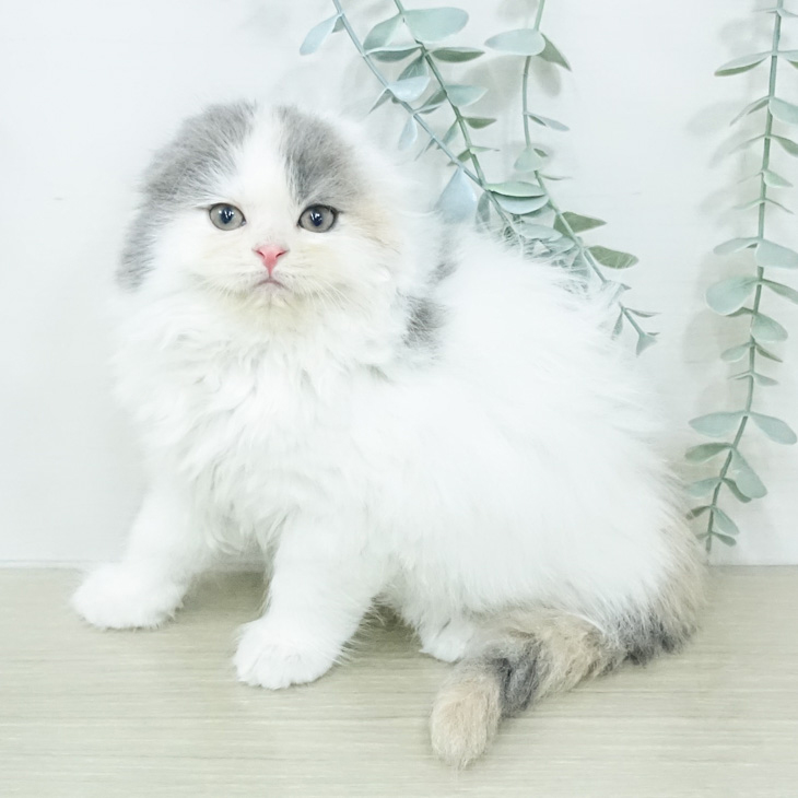スコティッシュフォールドの写真2