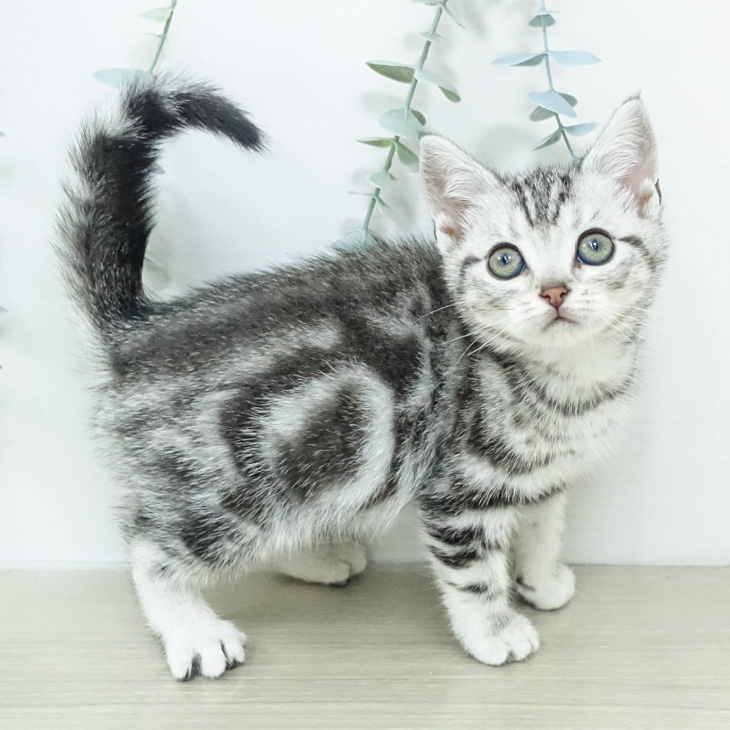 アメリカンショートヘアの写真1