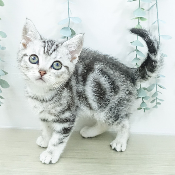 アメリカンショートヘアの写真2