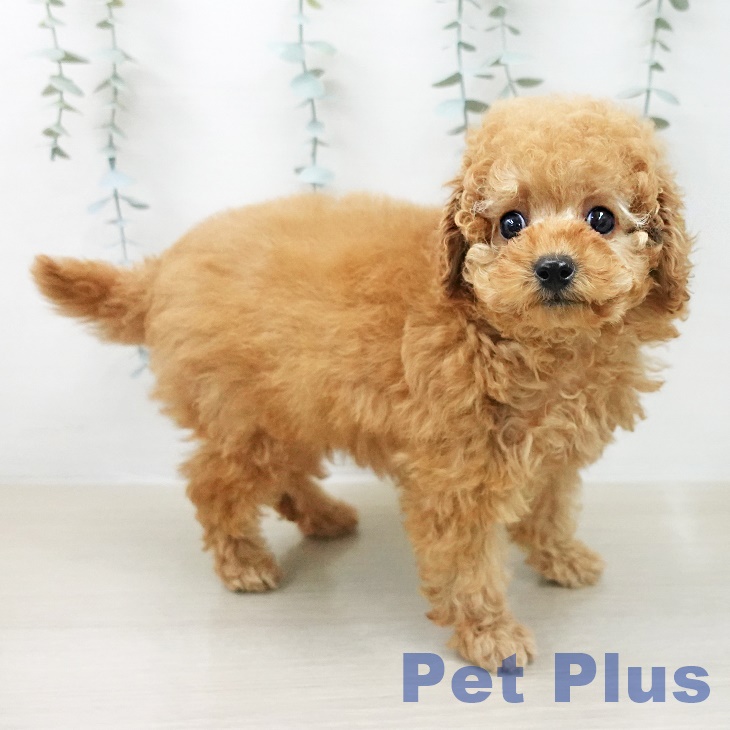 トイ・プードル