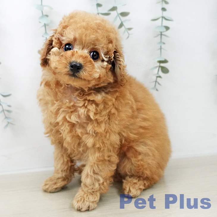 トイ・プードルの写真2