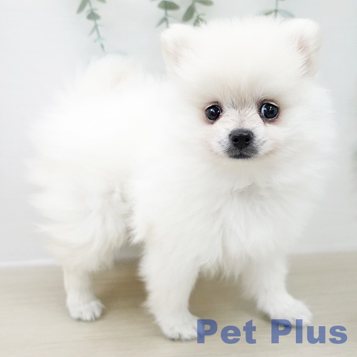ポメラニアンの写真2