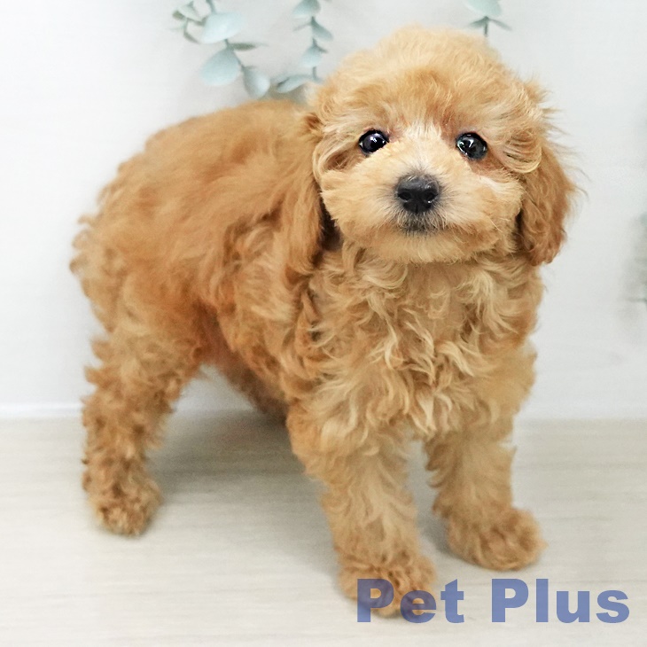 トイ・プードル