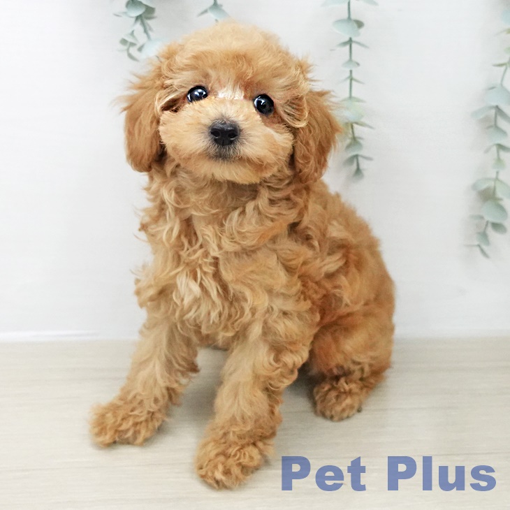 トイ・プードルの写真2