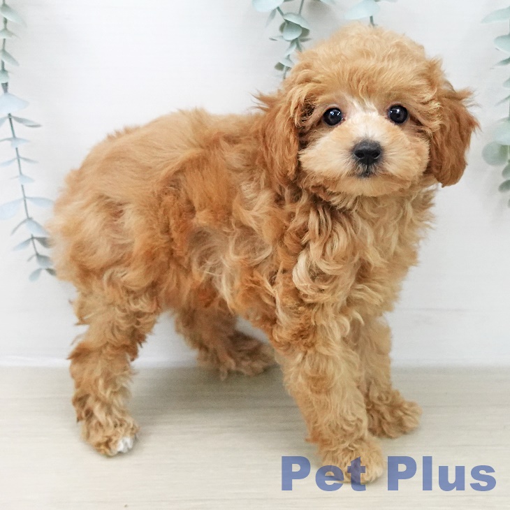 トイ・プードル