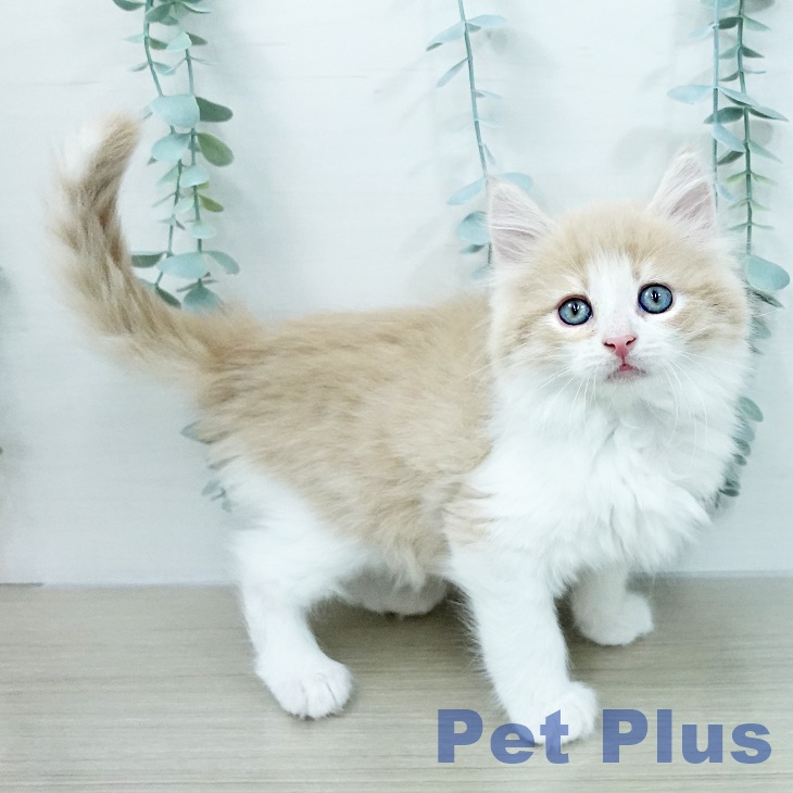 ノルウェージャンフォレストキャット