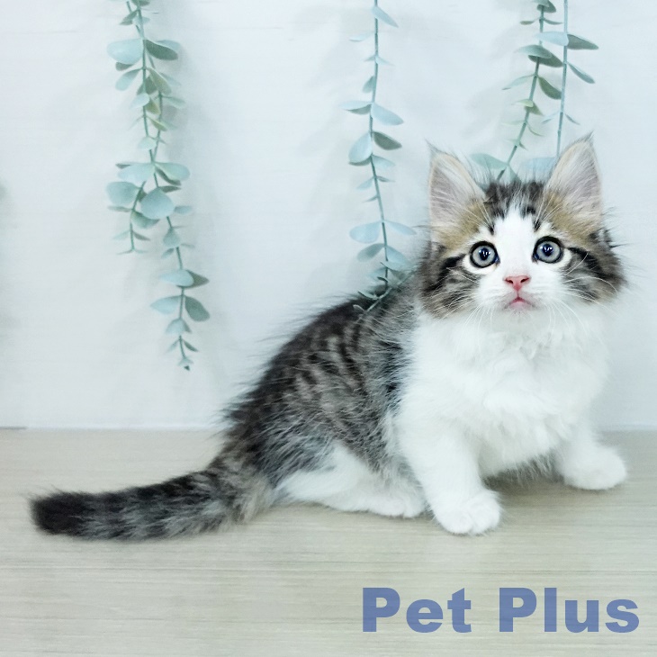 ノルウェージャンフォレストキャット