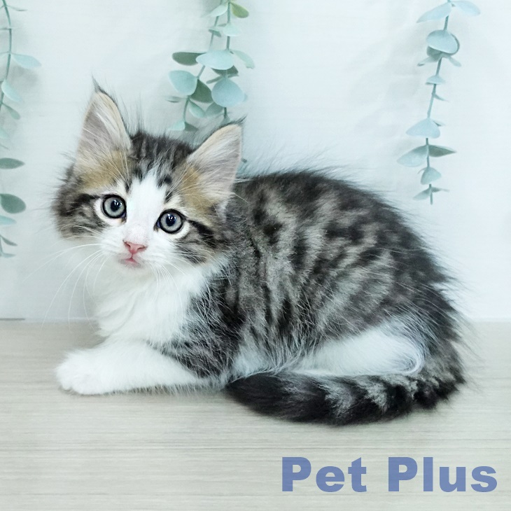 ノルウェージャンフォレストキャットの写真2