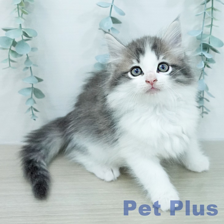 ノルウェージャンフォレストキャット