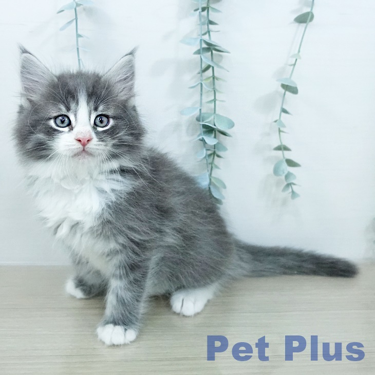 ノルウェージャンフォレストキャット