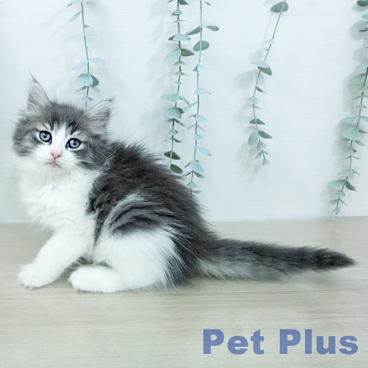 ノルウェージャンフォレストキャット