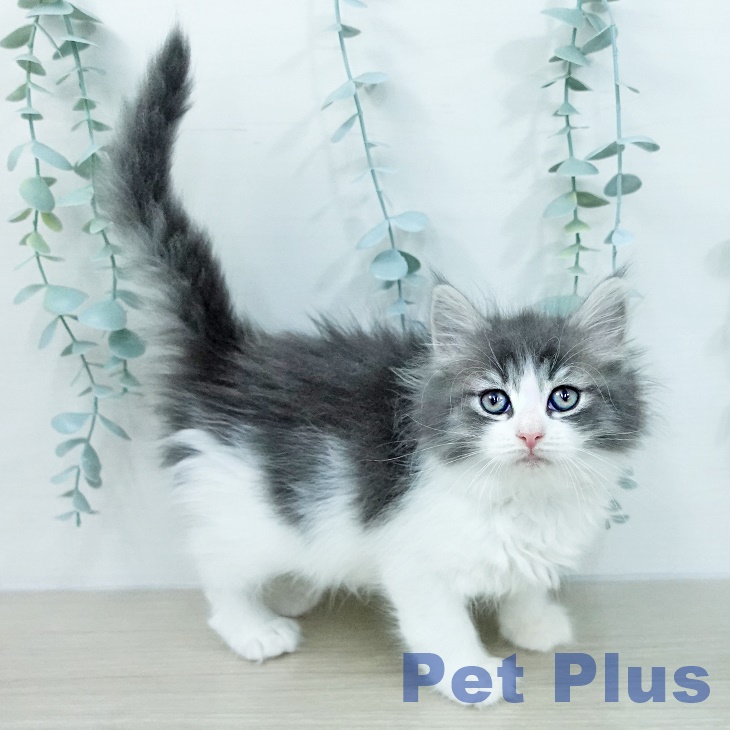 ノルウェージャンフォレストキャット