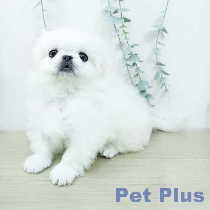 ペキニーズの写真2
