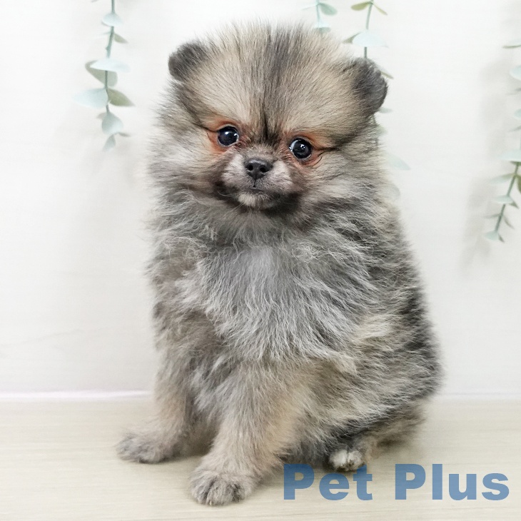 ポメラニアンの写真2