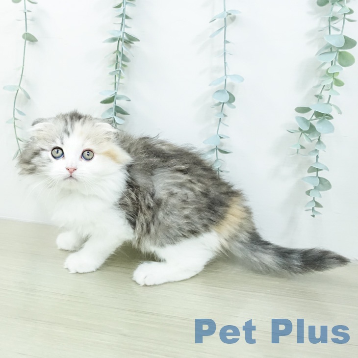 スコティッシュフォールドの写真2