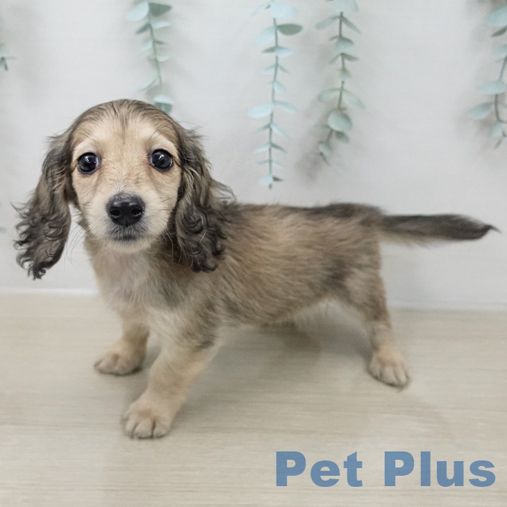 ミニチュア・ダックスフンド