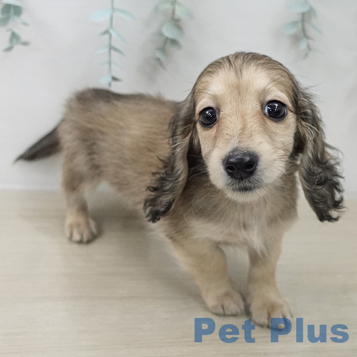 ミニチュア・ダックスフンド