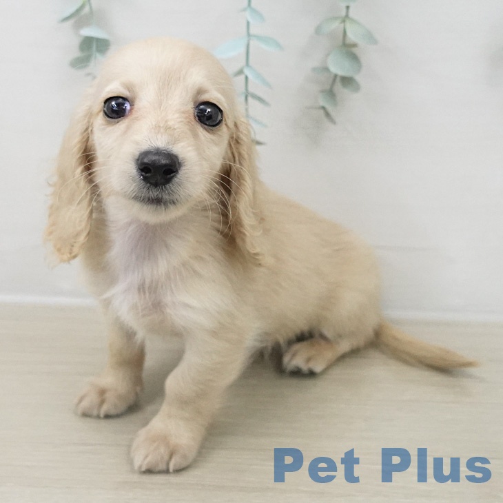 ミニチュア・ダックスフンドの写真2