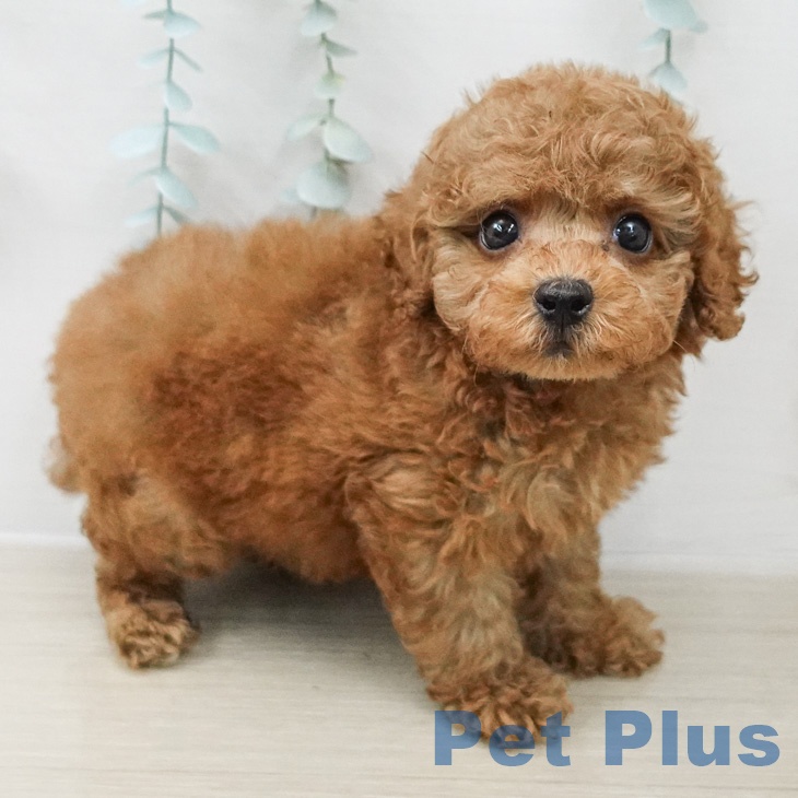 トイ・プードル