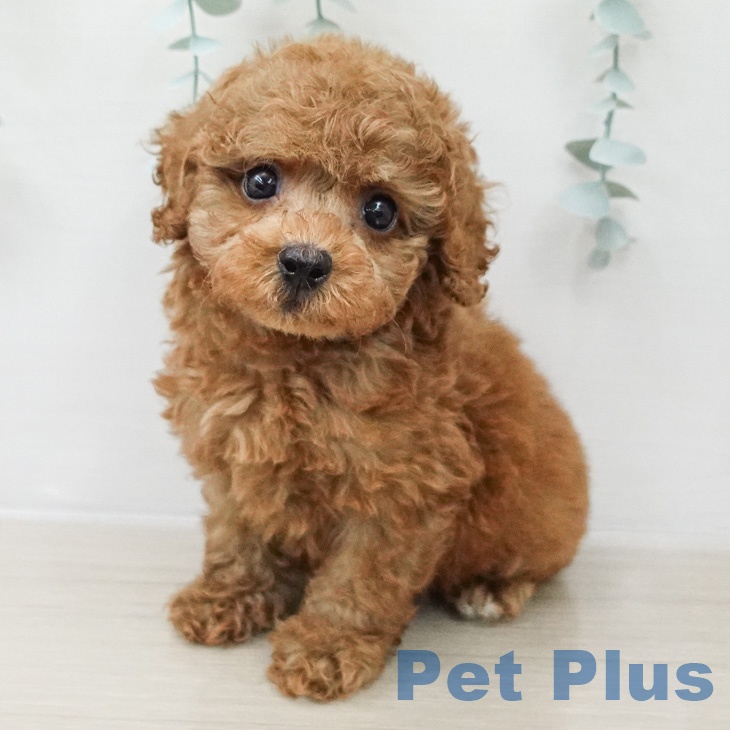 トイ・プードル