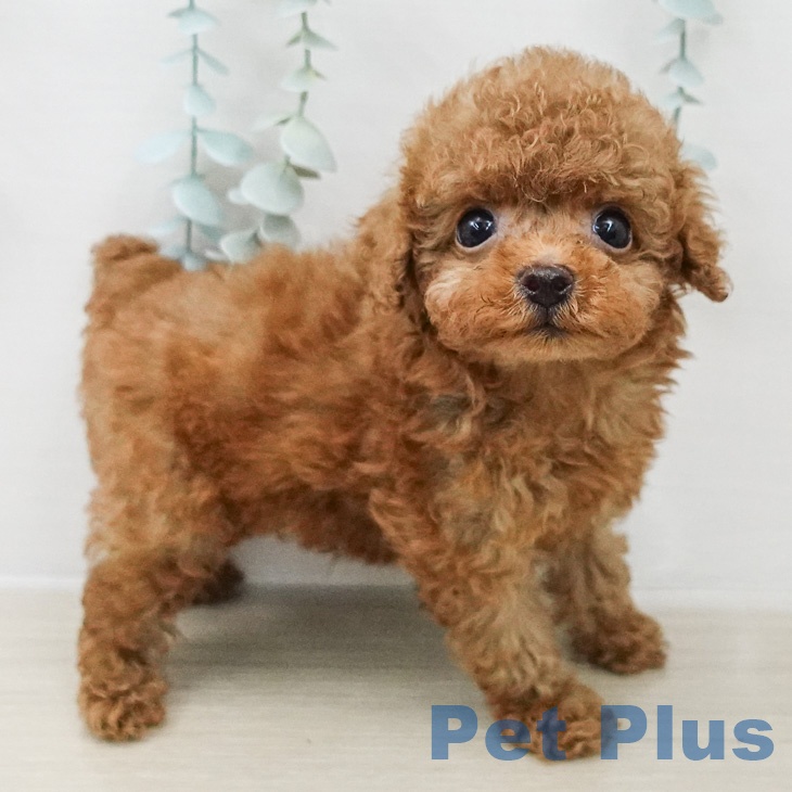 トイ・プードル