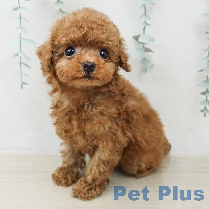 トイ・プードルの写真2