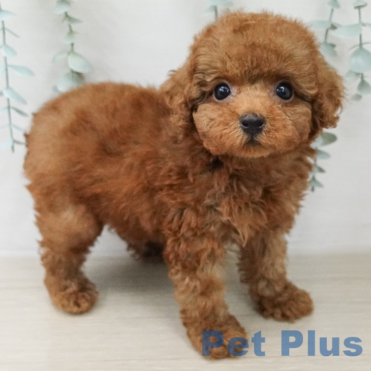 トイ・プードル