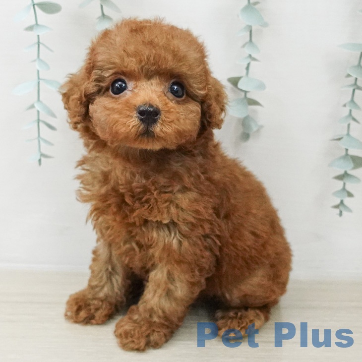 トイ・プードルの写真2