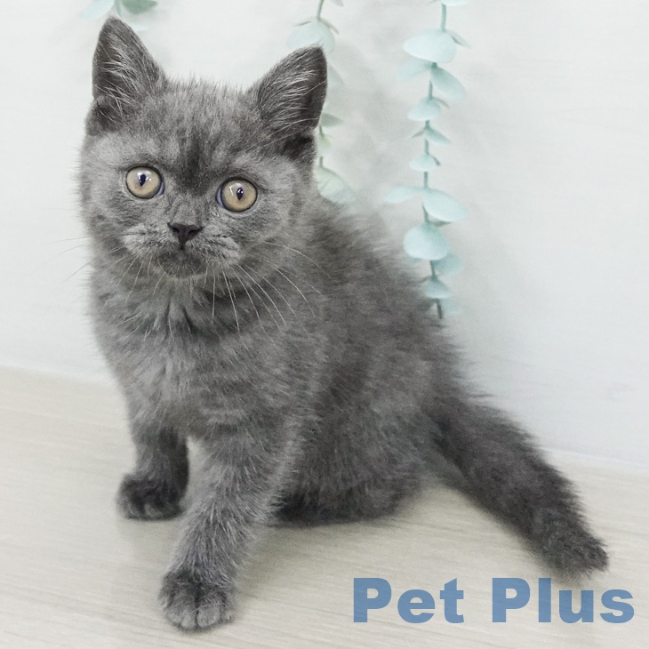 ブリティッシュショートヘア