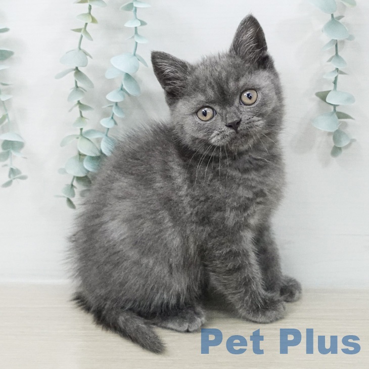 ブリティッシュショートヘアの写真2