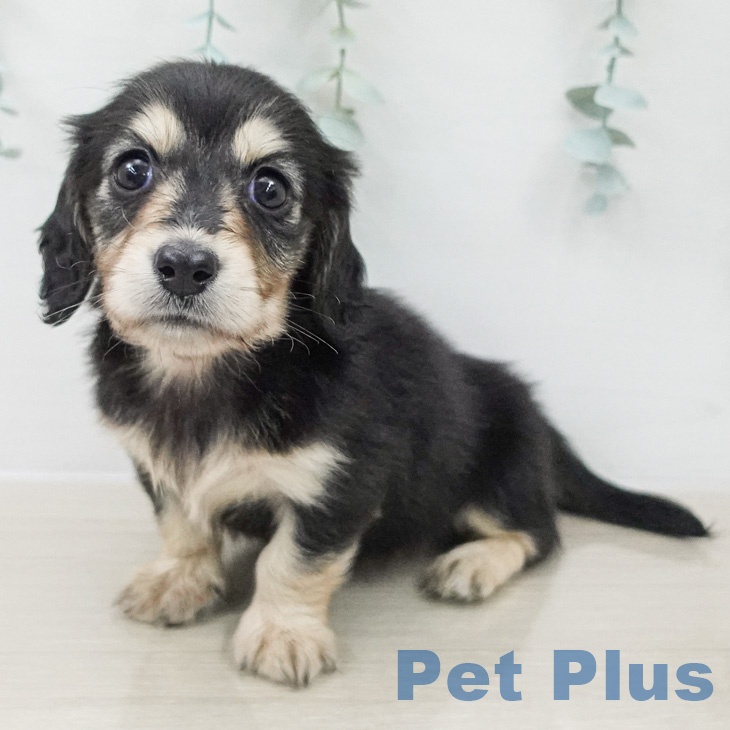 ミニチュア・ダックスフンド