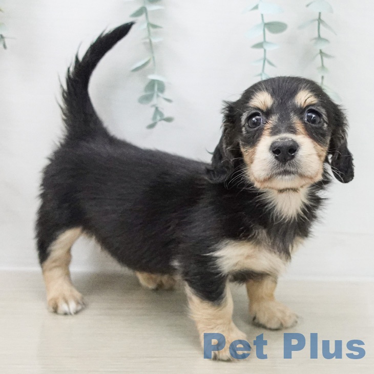 ミニチュア・ダックスフンド