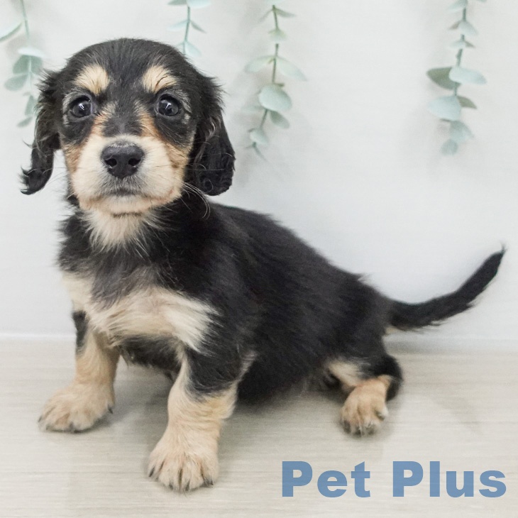 ミニチュア・ダックスフンドの写真2