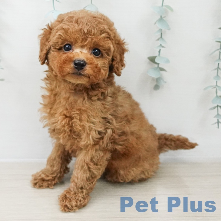 トイ・プードル