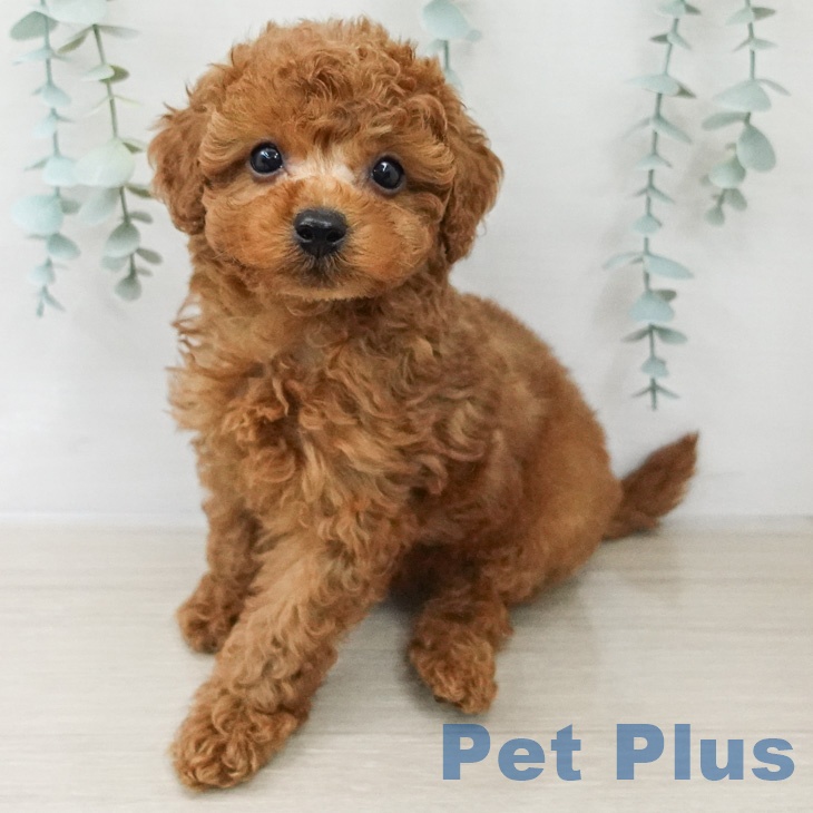 トイ・プードル