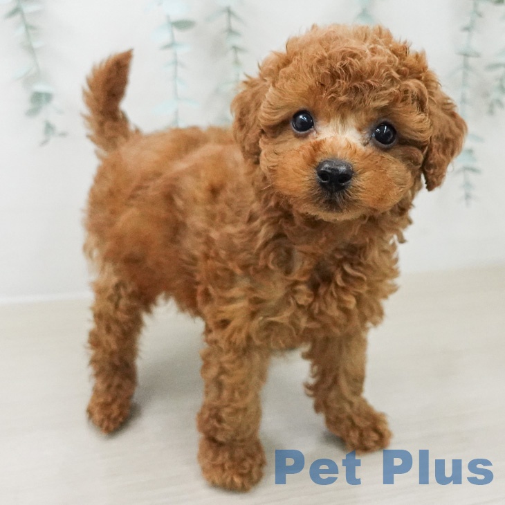 トイ・プードルの写真2