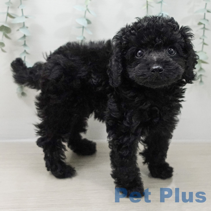 トイ・プードルの写真2