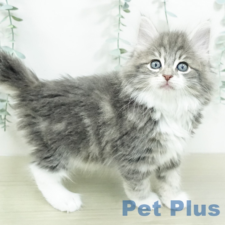 ノルウェージャンフォレストキャットの写真2