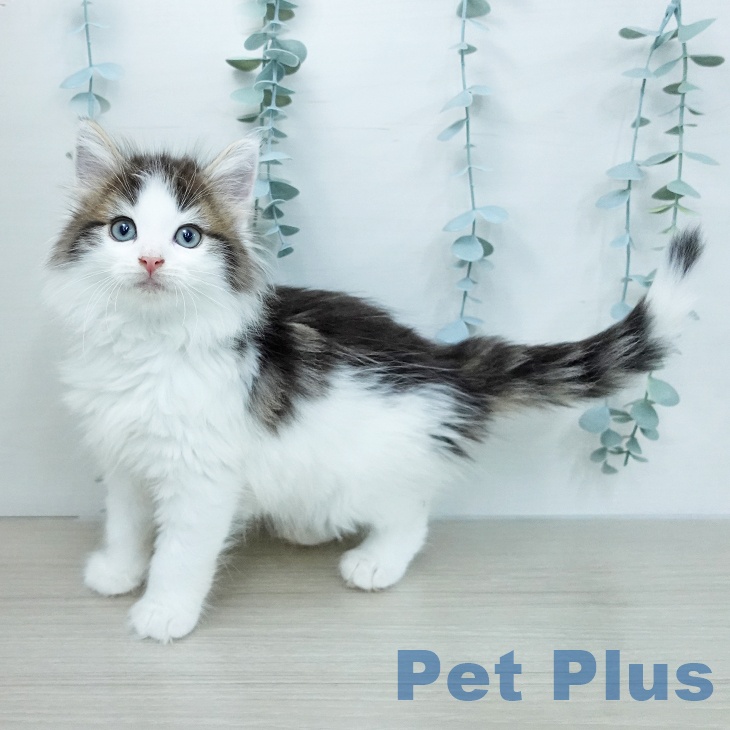 ノルウェージャンフォレストキャット