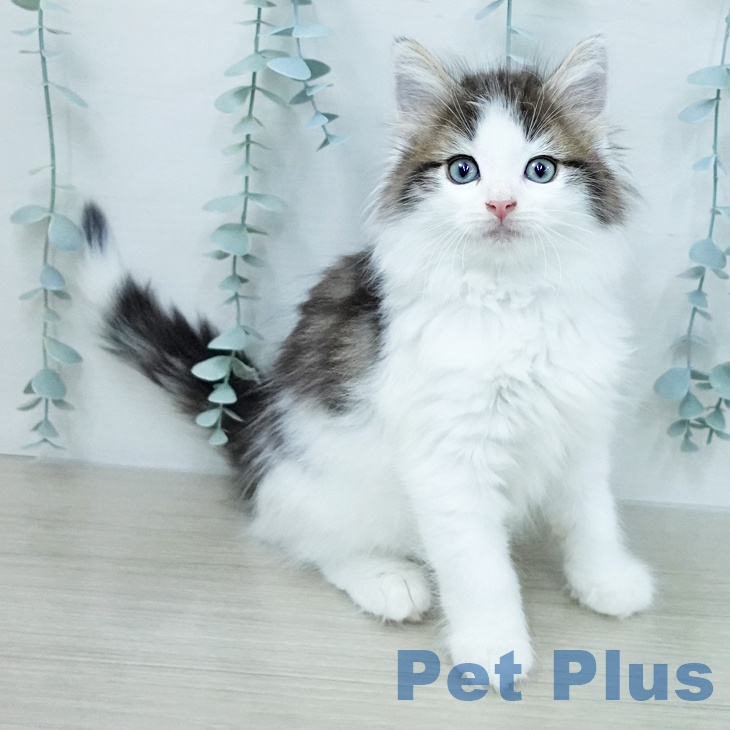 ノルウェージャンフォレストキャットの写真2