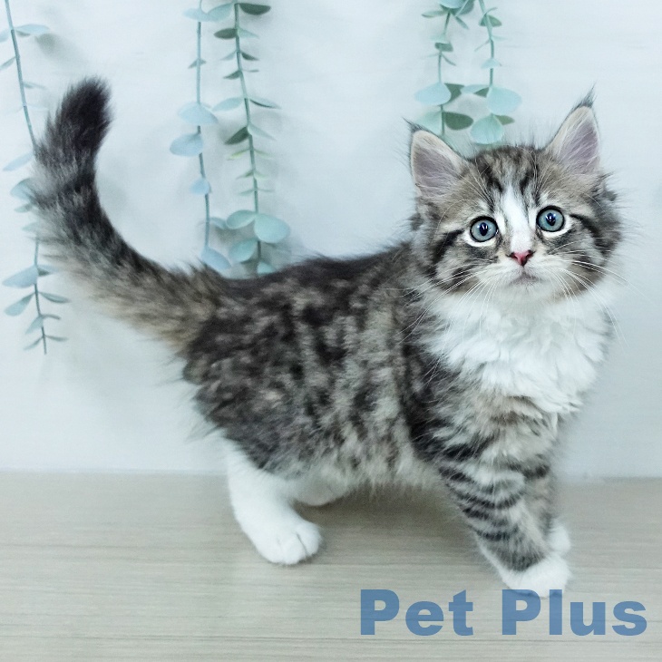 ノルウェージャンフォレストキャットの写真2