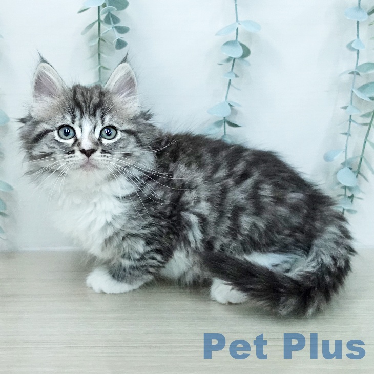 ノルウェージャンフォレストキャット