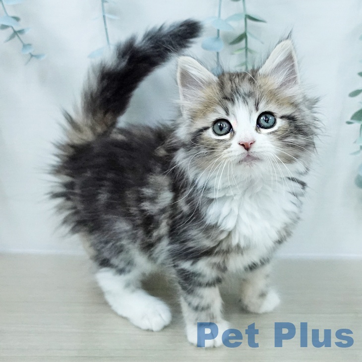 ノルウェージャンフォレストキャット