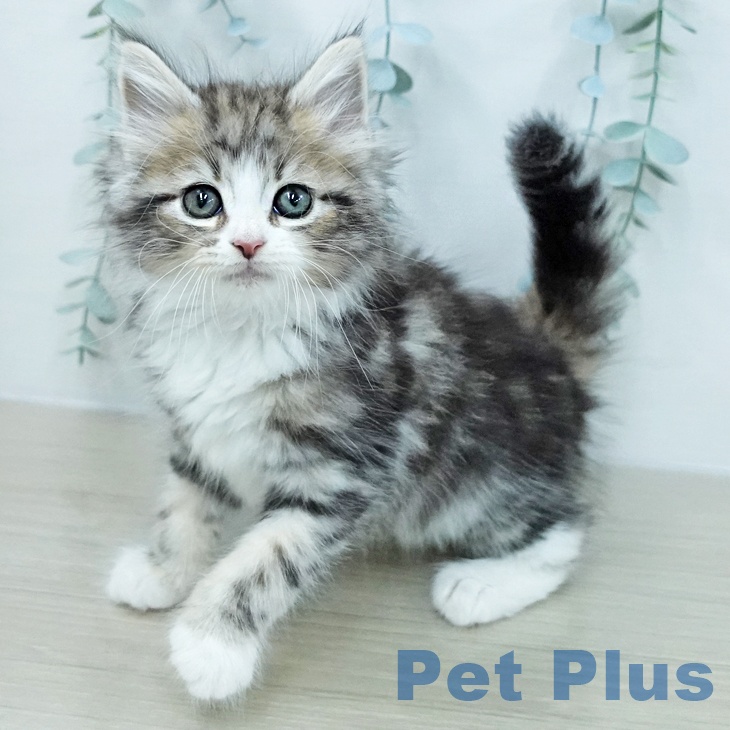 ノルウェージャンフォレストキャットの写真2